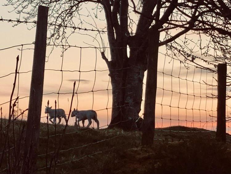 Luxury tent Luxury Stargazing Glamping - Seren Aur With Hot Tub Llanidloes